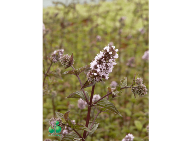 Mentha × piperita f. citrata   'Chocolate'